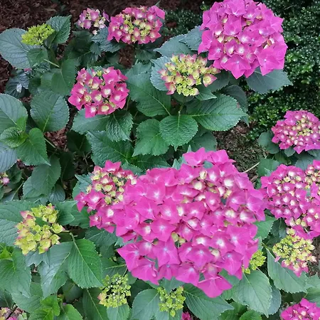 Haus Lohne Monteurzimmer Gaestezimmer Апартаменты Лоне